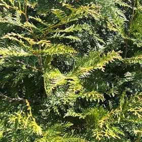 Photo of the plant species Emerald Green Arborvitae by @TopHoya94 named Bigleef Smalls on Greg, the plant care app