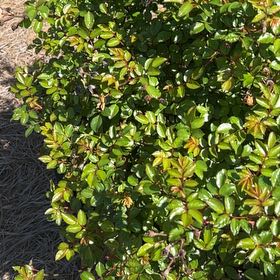 Photo of the plant species California Buckthorn by @TopHoya94 named Nithin on Greg, the plant care app