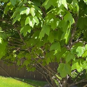 Photo of the plant species American Sycamore by @TopHoya94 named LiloStitch on Greg, the plant care app