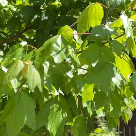 Photo of the plant species Drummond's Maple by @TopHoya94 named Mochi on Greg, the plant care app