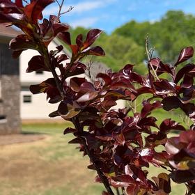 Photo of the plant species Japanese Barberry by @TopHoya94 named Darwin on Greg, the plant care app