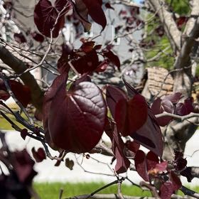 Photo of the plant species Western Redbud by @TopHoya94 named Sol on Greg, the plant care app
