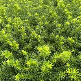 Photo of the plant species Japanese Yew by @CaredforBeech57 named Eva on Greg, the plant care app