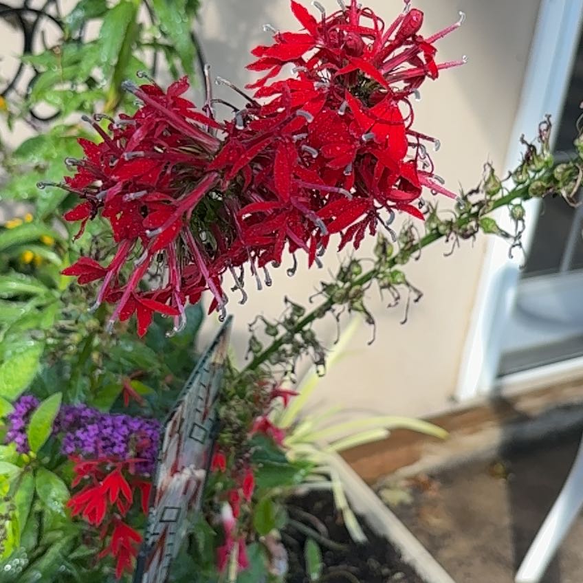Photo of the plant species Cardinal Flower by @CaredforBeech57 named Khaleesi on Greg, the plant care app