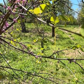 Photo of the plant species Western Redbud by @CaredforBeech57 named Hamilton on Greg, the plant care app