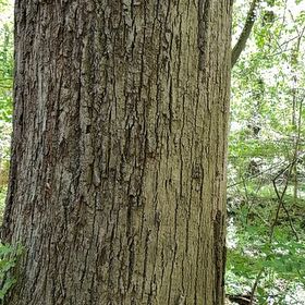Photo of the plant species White Oak by @CaredforBeech57 named Cleopatra on Greg, the plant care app