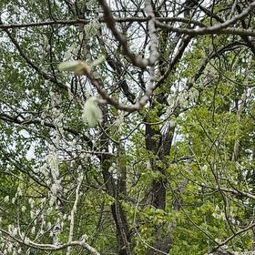 Photo of the plant species Dr Seuss Tree by @CaredforBeech57 named Lola on Greg, the plant care app