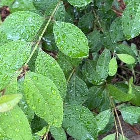 Photo of the plant species Winged Burning Bush by @CaredforBeech57 named Homer on Greg, the plant care app