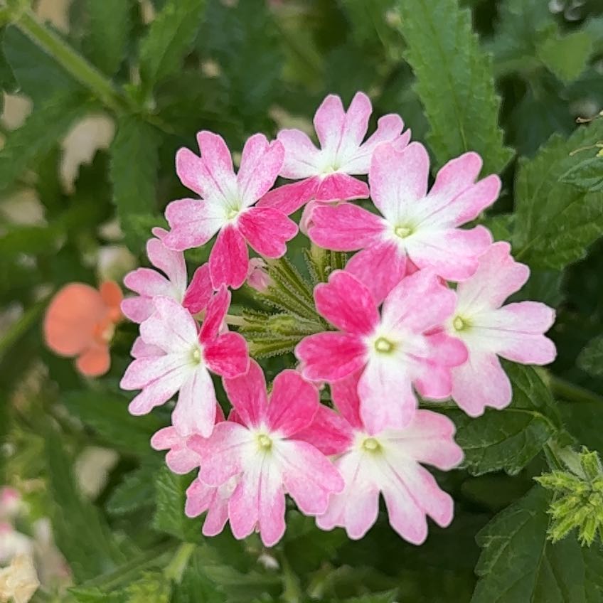 Photo of the plant species Slender Vervain by @CaredforBeech57 named Figyonce on Greg, the plant care app