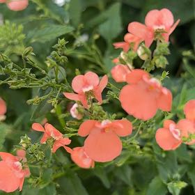 Photo of the plant species Runner Bean by @CaredforBeech57 named Maya on Greg, the plant care app