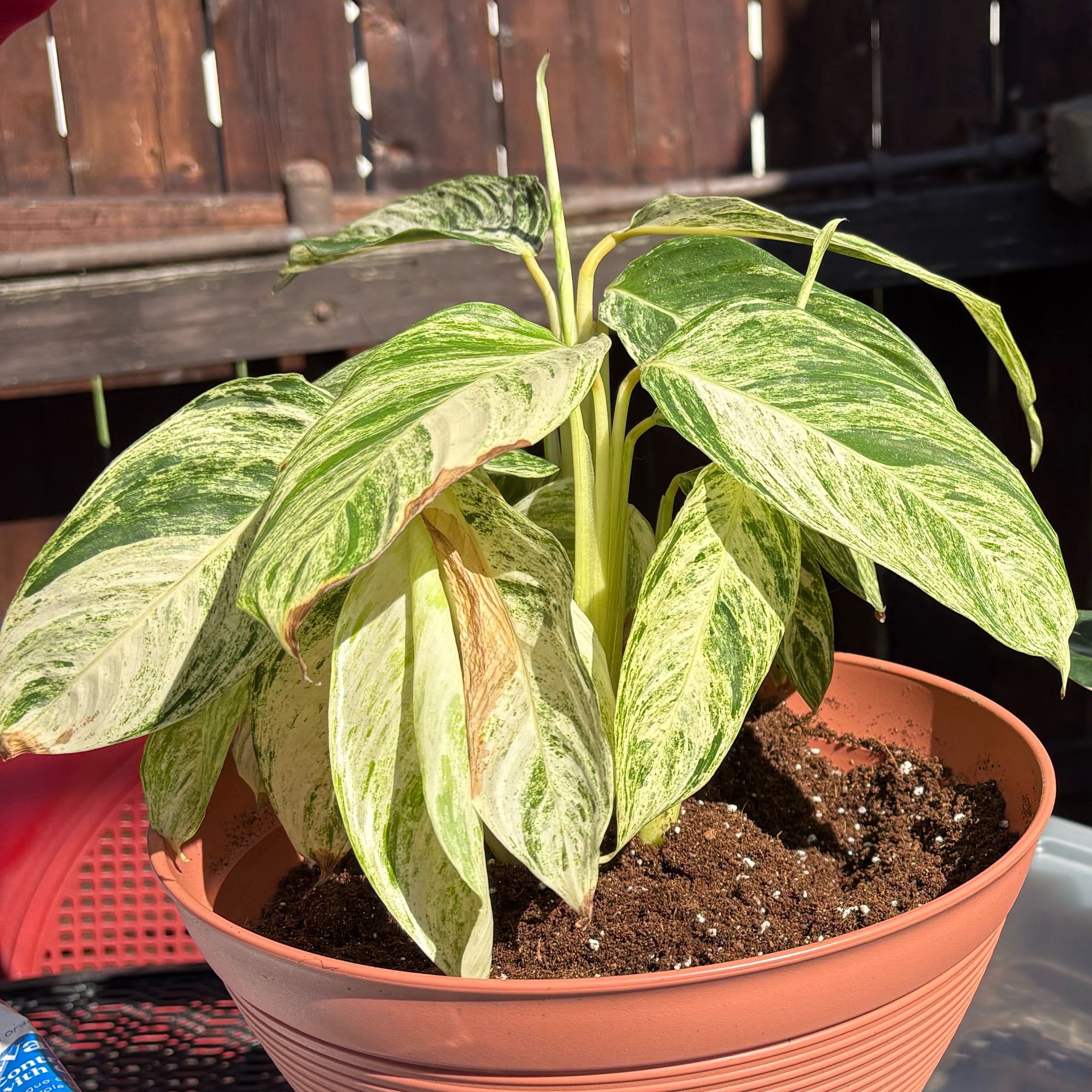 Photo of the plant species Charlie's Stromanthe by @SavvyDunewillow named Kobe on Greg, the plant care app