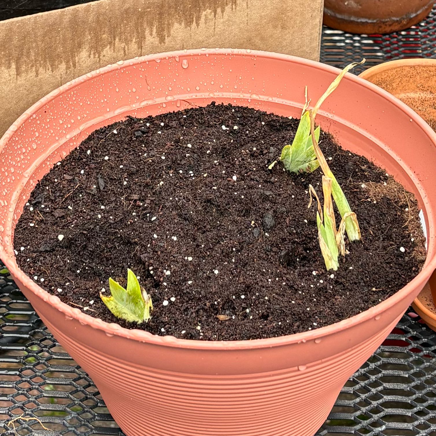 Photo of the plant species Blue Iris by @SavvyDunewillow named Eva on Greg, the plant care app