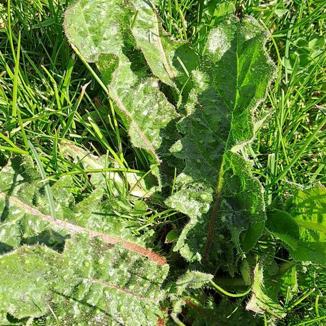 Photo of the plant species Bristly Oxtongue by @GrowingSnowrose named Gregarious on Greg, the plant care app