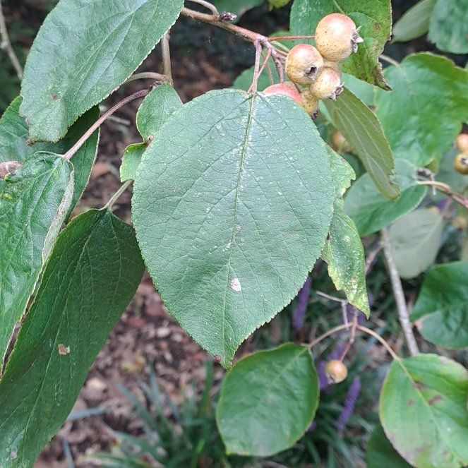 Photo of the plant species Oregon Crabapple by @GrowingSnowrose named Curie on Greg, the plant care app
