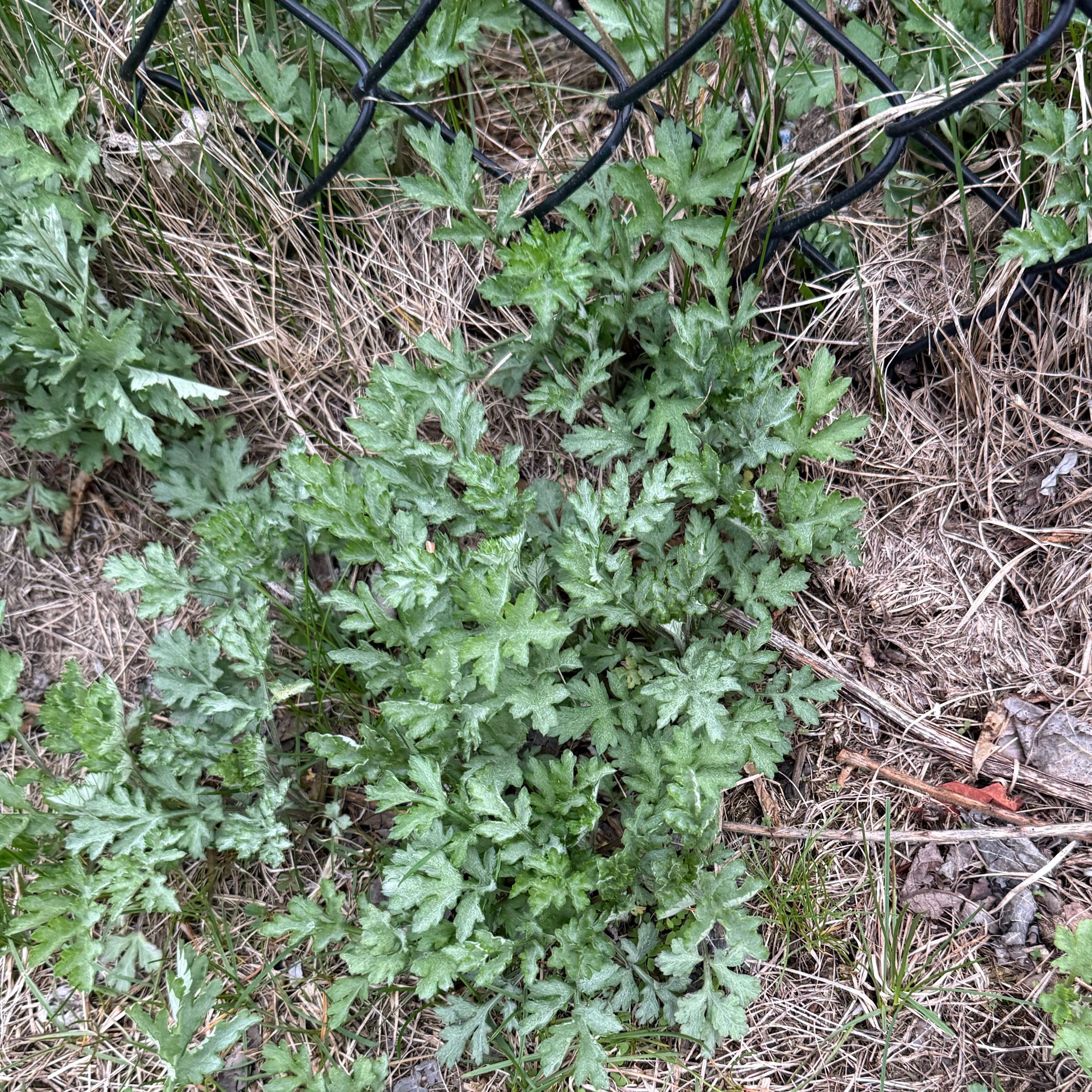 Photo of the plant species White Wormwood by @SmashingAlula74 named Coco on Greg, the plant care app