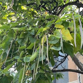 Photo of the plant species Catalpa by @SaviorJicaro36 named LiloStitch on Greg, the plant care app