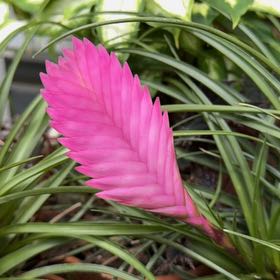 Photo of the plant species Pink Quill by @SaviorJicaro36 named Bella on Greg, the plant care app