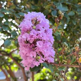 Photo of the plant species Crape Myrtle by @SaviorJicaro36 named Khaleesi on Greg, the plant care app
