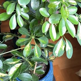 Photo of the plant species Dwarf Umbrella Tree 'Gold Capella' by @FairBulrush25 named Schefflera on Greg, the plant care app