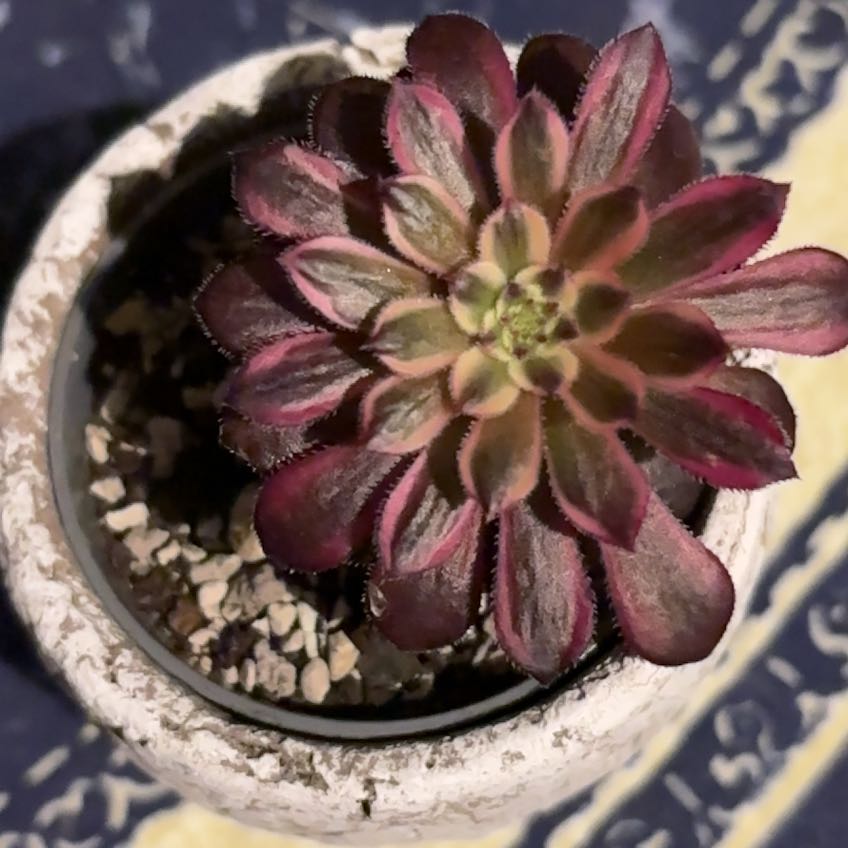 Photo of the plant species Aeonium 'Mardis Gras' by @FairBulrush25 named Mardi Gras on Greg, the plant care app