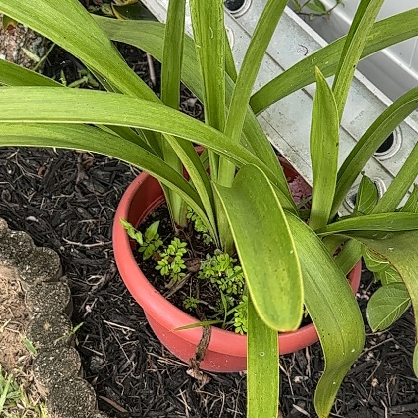 Photo of the plant species Common Velvetgrass by @MarkedGutweed45 named Morgan Treeman on Greg, the plant care app