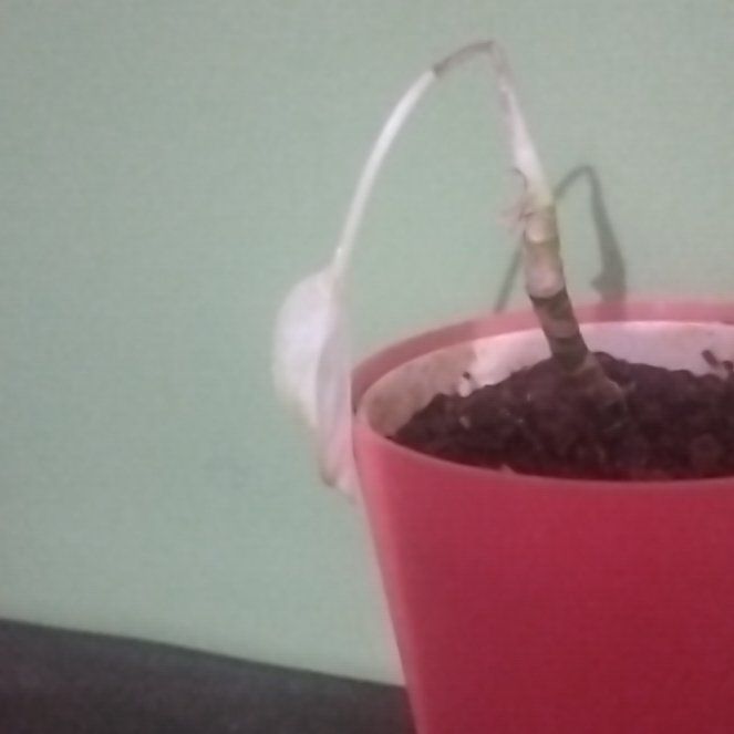 Photo of the plant species Red Valentine Plant by @FitRedribbons21 named Sona on Greg, the plant care app
