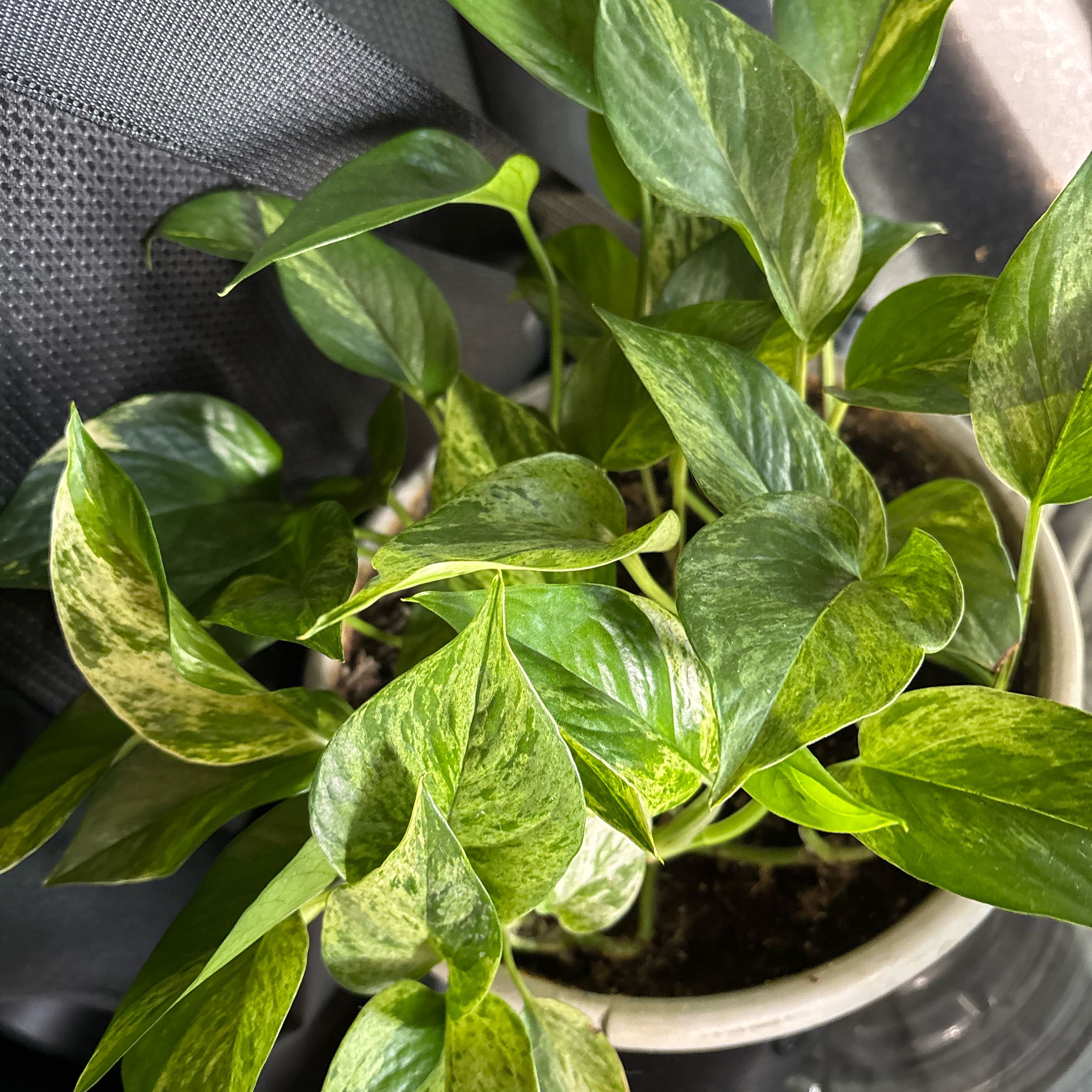 Photo of the plant species Snowqueen by @eringaney named Queen Goldie on Greg, the plant care app