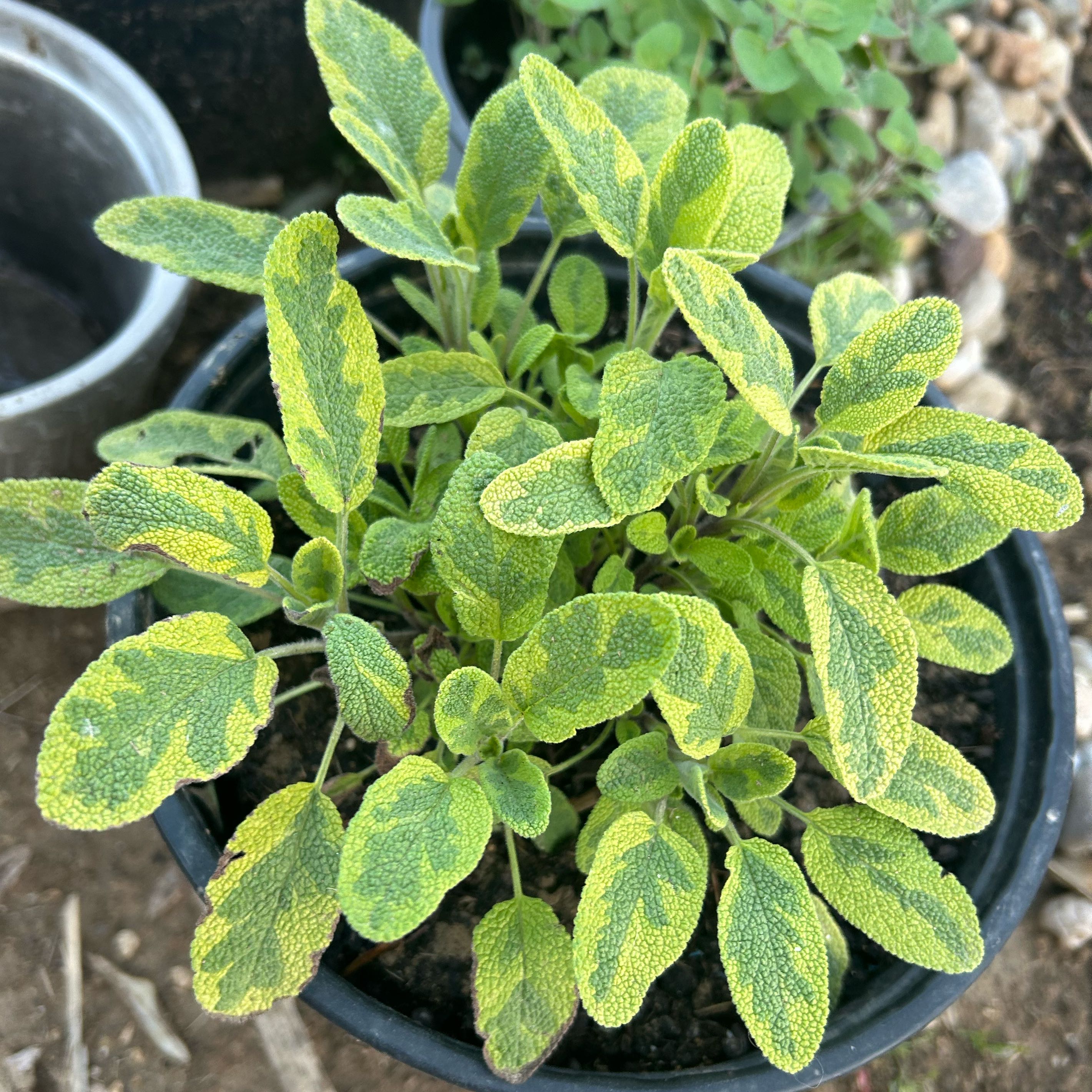 Photo of the plant species Golden Sage by @ExaltedPokaka5 named Fernie Mac on Greg, the plant care app