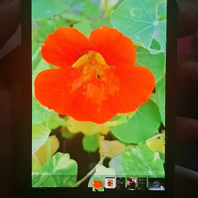 Plant care for Fintelmann's Nasturtium on Greg, the plant care app