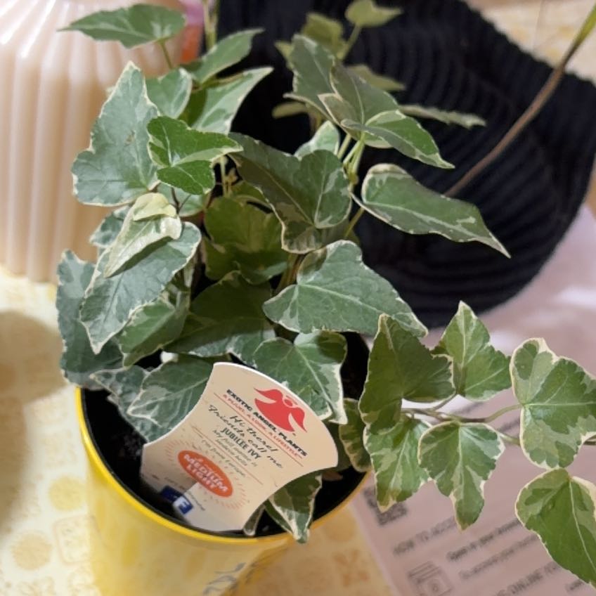 Photo of the plant species Jubilee Ivy by @Blackthumbbaby named Marie on Greg, the plant care app