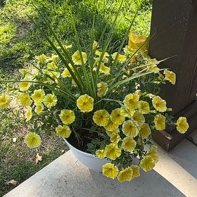 Photo of the plant species Surfinia Patio Yellow Petunia by @RealDouglasiris named Bee on Greg, the plant care app