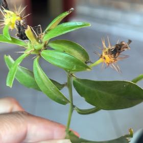 Photo of the plant species Barbados Gooseberry by @InformedIvy68 named Sol on Greg, the plant care app