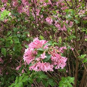 Photo of the plant species Mountain Azalea by @HotFuscia47 named Aristotle on Greg, the plant care app