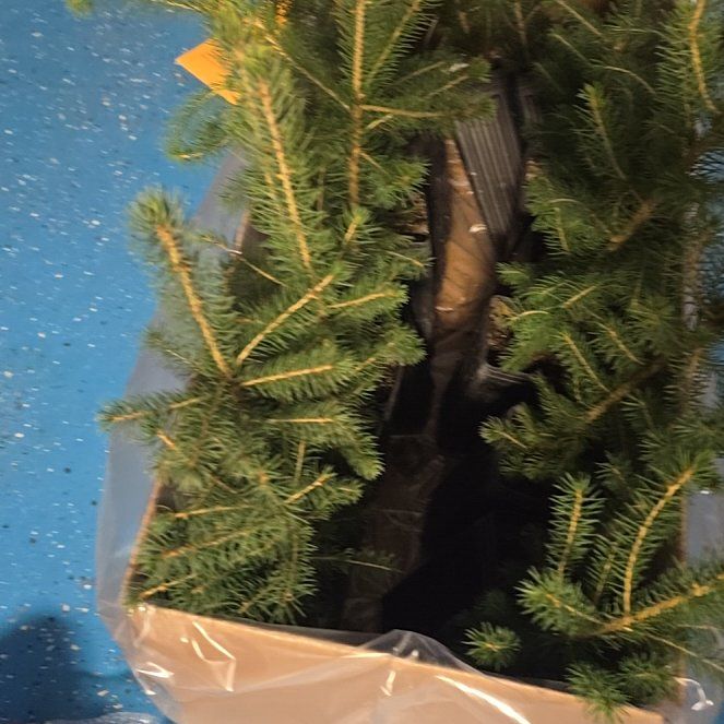 Photo of the plant species Fraser Fir by @WhollyBluegrama named Curie on Greg, the plant care app