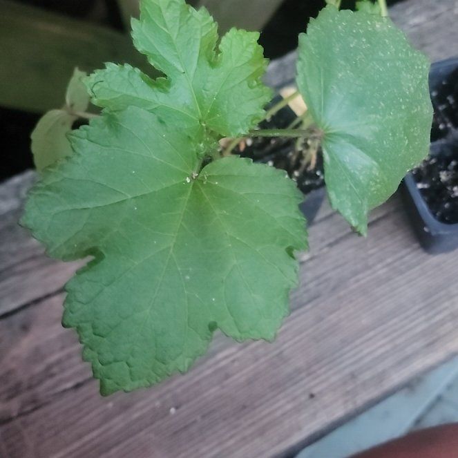Photo of the plant species Okra by @FunTawa64 named Terra on Greg, the plant care app