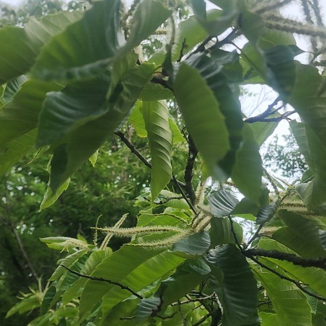Photo of the plant species California Buckeye by @FunTawa64 named Homer on Greg, the plant care app
