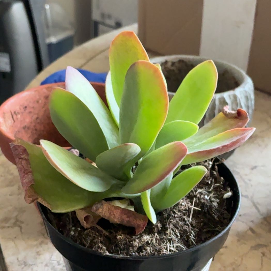 Photo of the plant species Kalanchoe 'Little Dragon' by @SaviorRedbean21 named Marley on Greg, the plant care app
