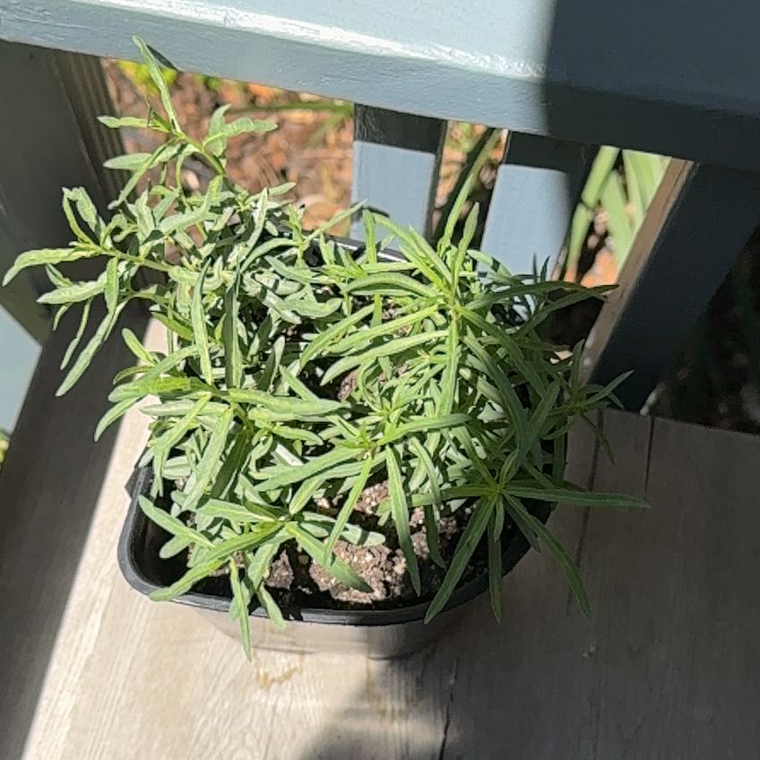 Photo of the plant species Mexican Milkweed by @HonoredMayten75 named Milky on Greg, the plant care app