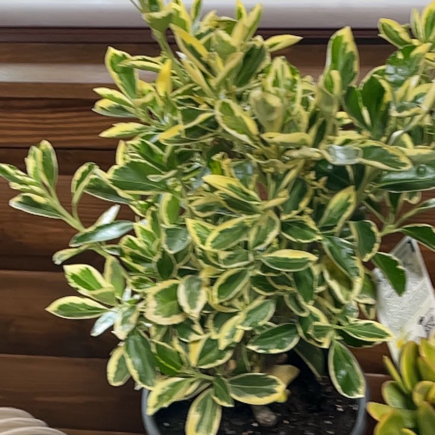 Photo of the plant species Silver King Euonymus by @CunningNeslia98 named Captain Plant-it on Greg, the plant care app