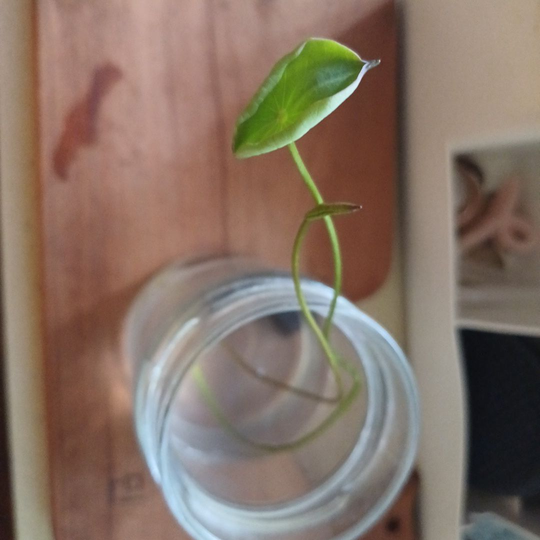 Photo of the plant species Lotus by @FullZebraplant named Wendy on Greg, the plant care app