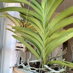 Photo of the plant species Vanda Orchid 'Pachara Delight Blue' by @AmazingCentro54 named Vanda Pachara Delight Bl on Greg, the plant care app