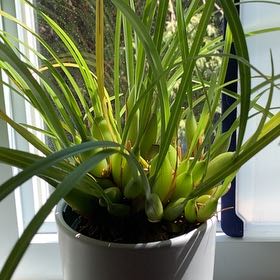 Photo of the plant species Maxillaria Orchid by @AmazingCentro54 named Maxillaire on Greg, the plant care app