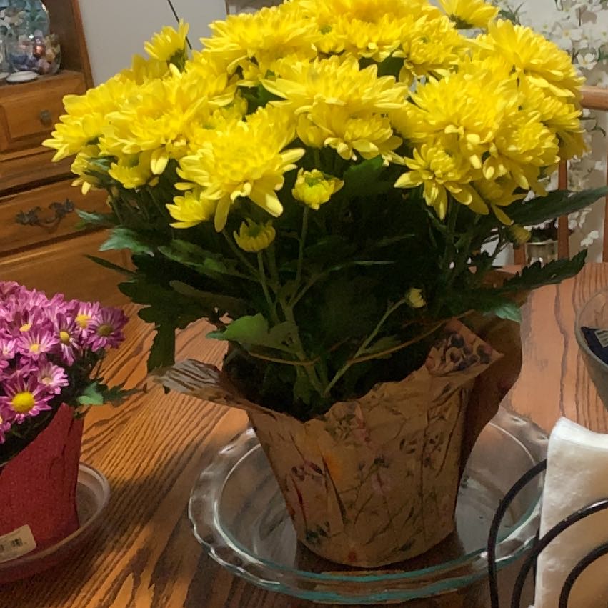 Photo of the plant species Giant Crego Aster by Eugenia named Muhammad Ali on Greg, the plant care app