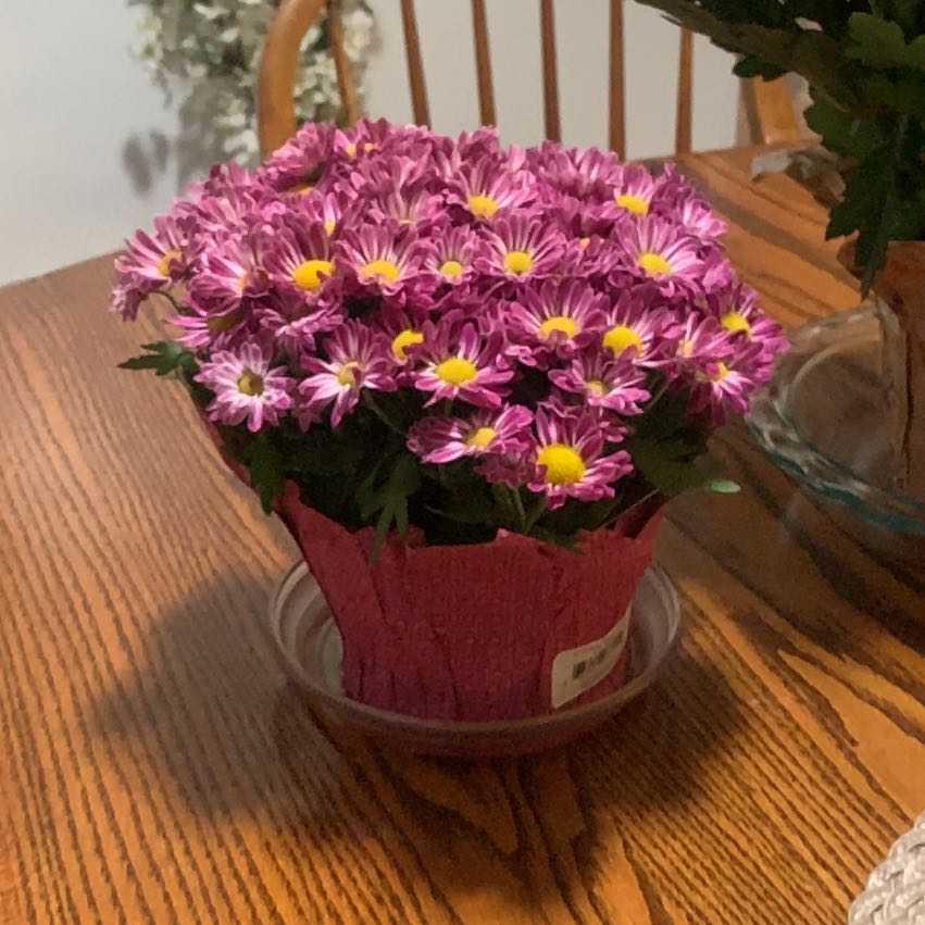 Photo of the plant species Giant Crego Aster by Eugenia named Lebron on Greg, the plant care app