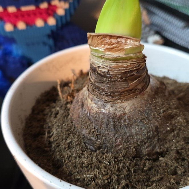 Photo of the plant species Amaryllis by @Peachy49 named Captain Plant-it on Greg, the plant care app