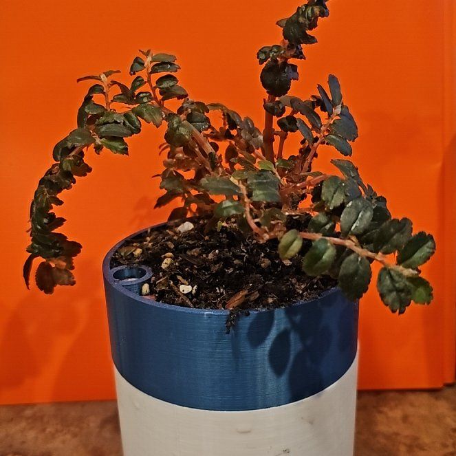 Photo of the plant species Begonia foliosa by @NovelCapeweed27 named Tiny Pink Begoina on Greg, the plant care app