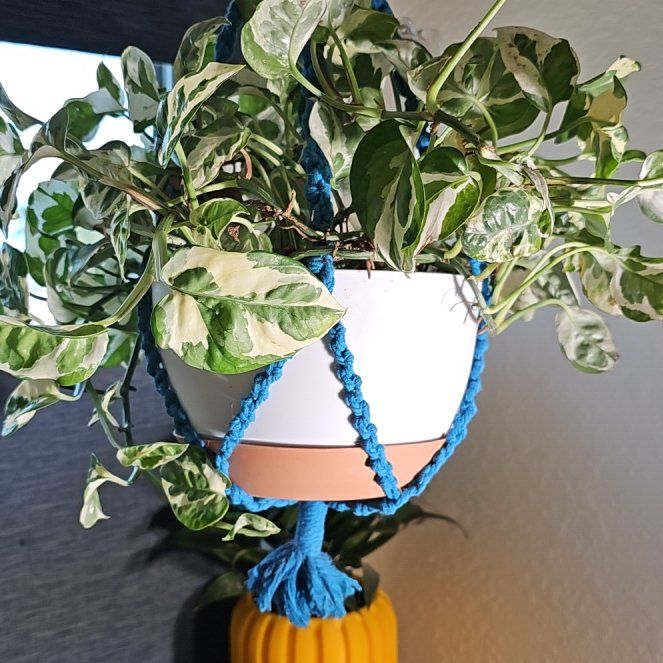 Photo of the plant species Pothos 'N'Joy' by @NovelCapeweed27 named Pothos N'Joy on Greg, the plant care app