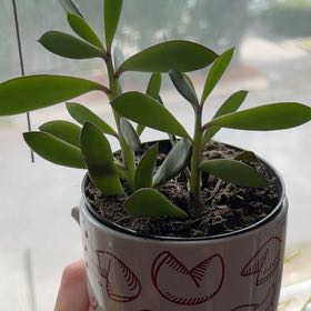 Photo of the plant species Vertical Leaf Senecio by @ihavplant named Denali on Greg, the plant care app