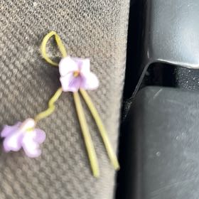 Photo of the plant species Australian Violet by @ToughPhalsa91 named Drake on Greg, the plant care app