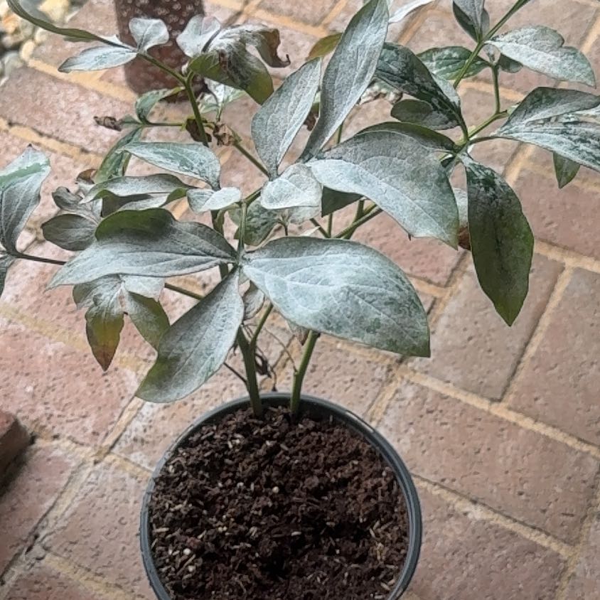 Photo of the plant species Chinese Peony 'Jadwiga' by @GemDutchiris62 named Khaleesi on Greg, the plant care app